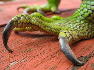 griffes d'iguane