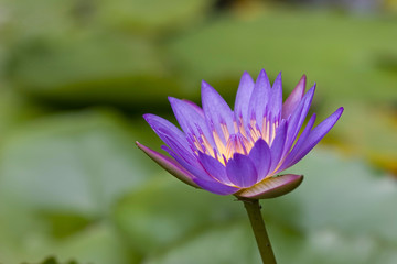 lotus