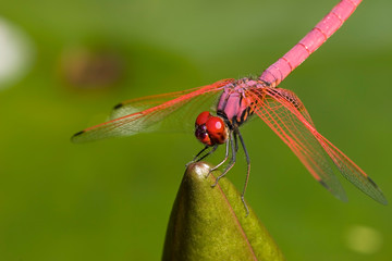 dragon fly
