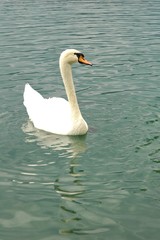 swan