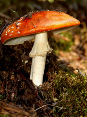 fliegenpilz