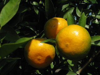 oranges