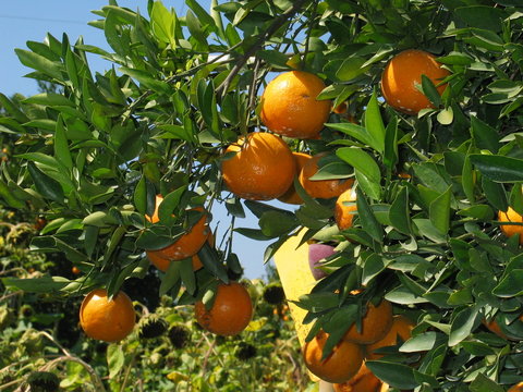 oranges fresh from the tree