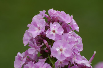 purple phlox