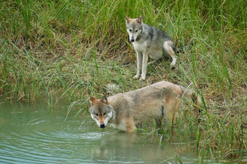 grey wolves