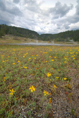 yellowstone geyser
