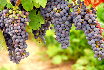 Fototapeta premium red grapes