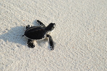 turtle
