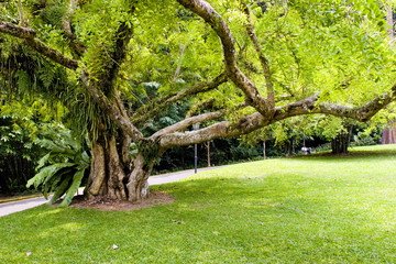old tree