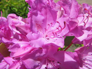 lila rhododendron