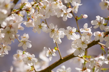 cherry tree blossoms