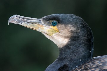 portrait de cormoran