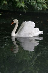 cygne blanc et son reflet