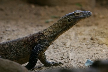 varan de komodo