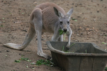 kangourou mangeant du persil