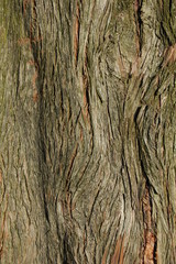 baumtextur