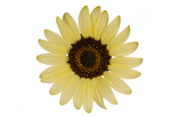 sunflower isolated