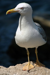 portrait of a sea gull