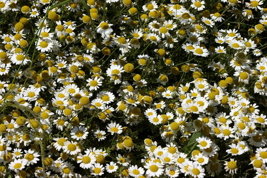 marguerites