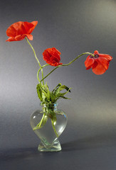 Fototapeta premium poppys