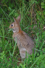 eating rabbit