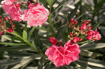 oleander