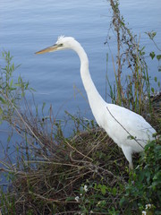 bird at everglades national park