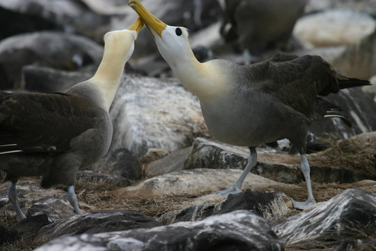 Pair Of Feuding Albatross