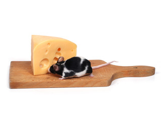 mouse and cheese