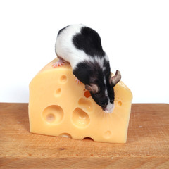 mouse and cheese