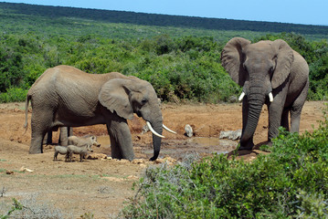 elefanten am wasserloch © Andreas Edelmann