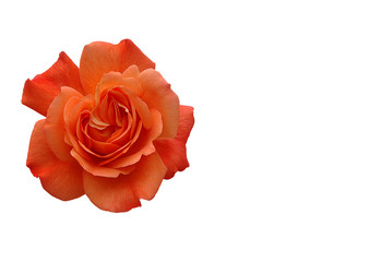 rose in orange freigestellt