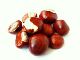 chestnut