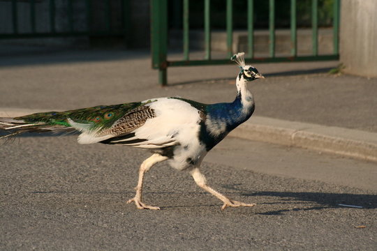 pfau