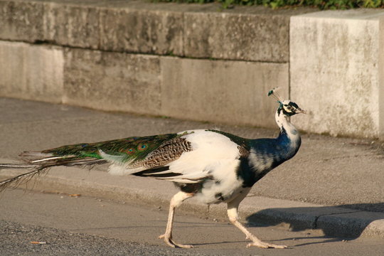 pfau