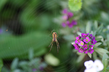 spider