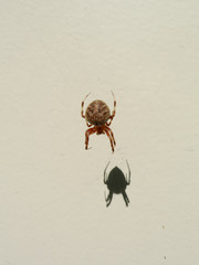 spider