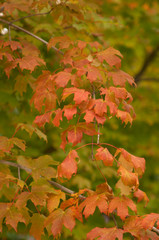 autumn maple