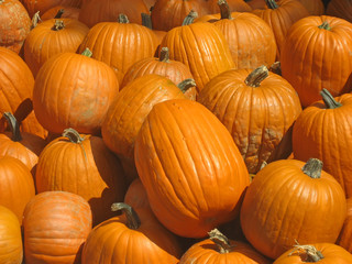 freshly picked pumpkins