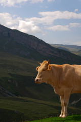 cow grazing in the mountains