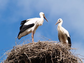 storks