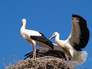 stork couple in nest