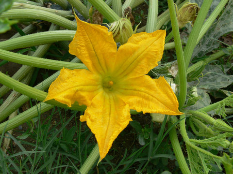zucchini_flower02