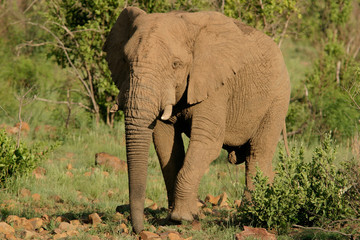 african elephant