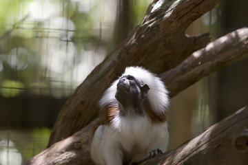 marmoset