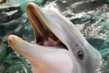 Fototapeta premium dolphin