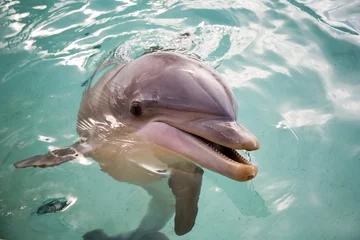 Naadloos Behang Airtex Dolfijn dolfijn