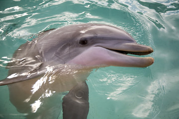 dolphin