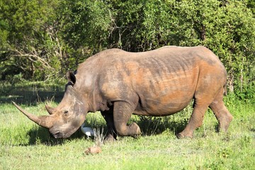 white rhino