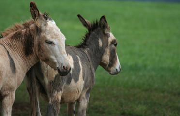 Fototapeta premium farm hands